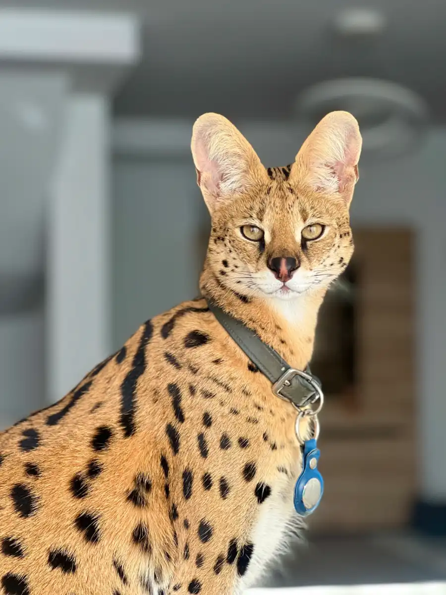 Serval Shanty