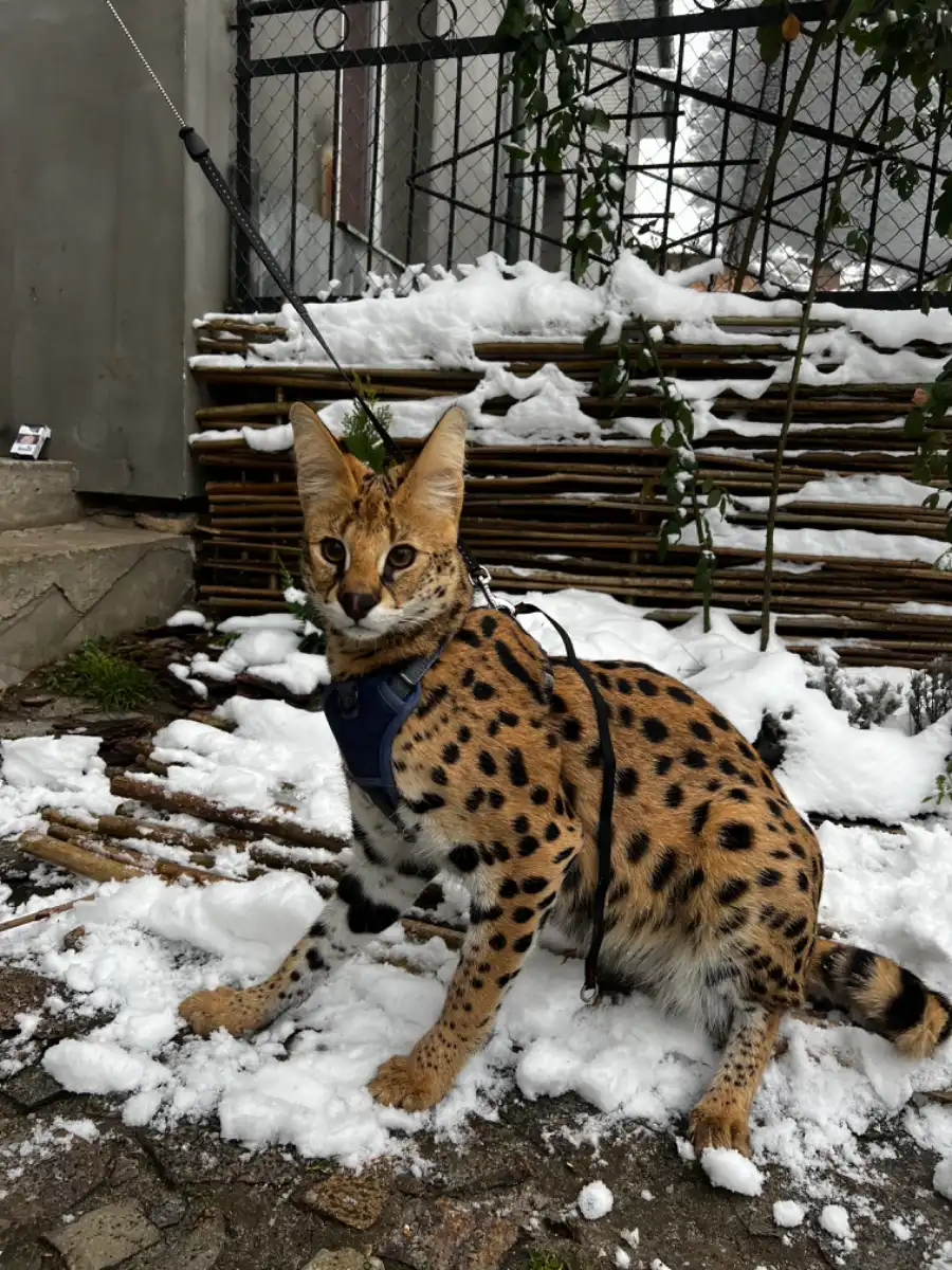 Serval Rocky