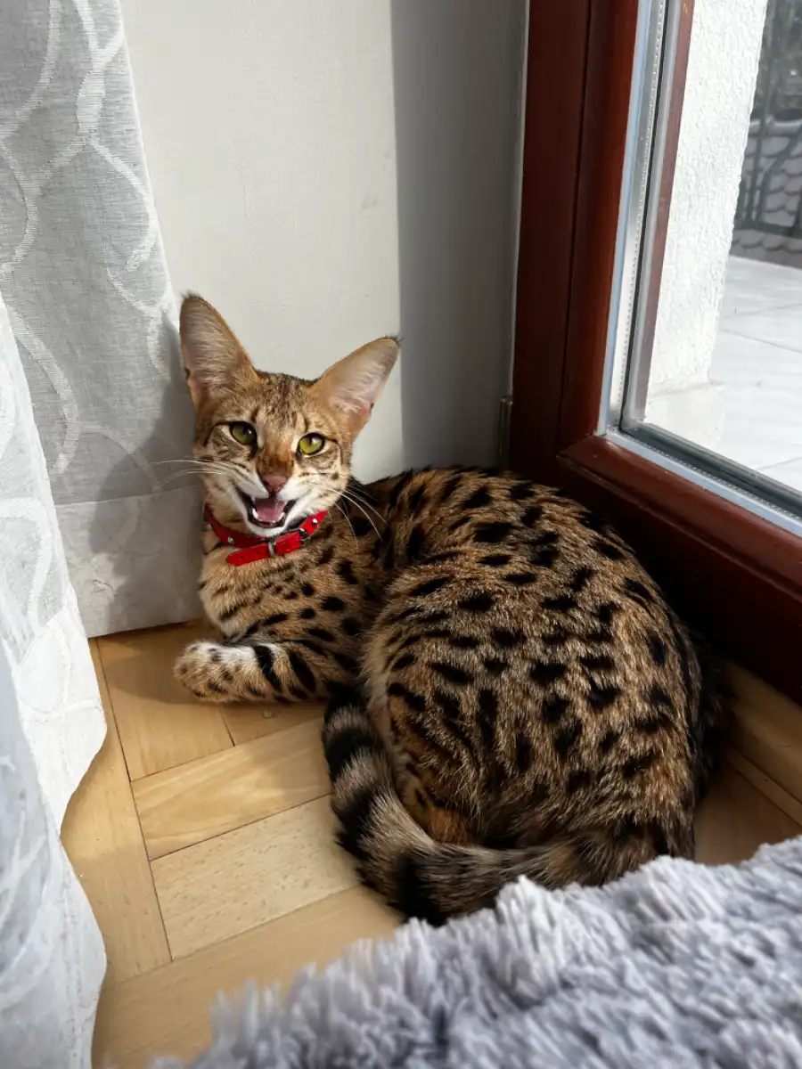 Freya Savannah F1