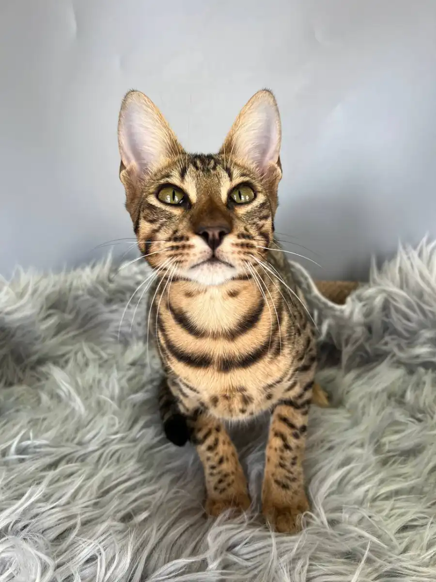 Male Savannah F6