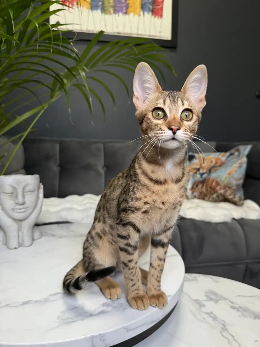 Female Savannah F6