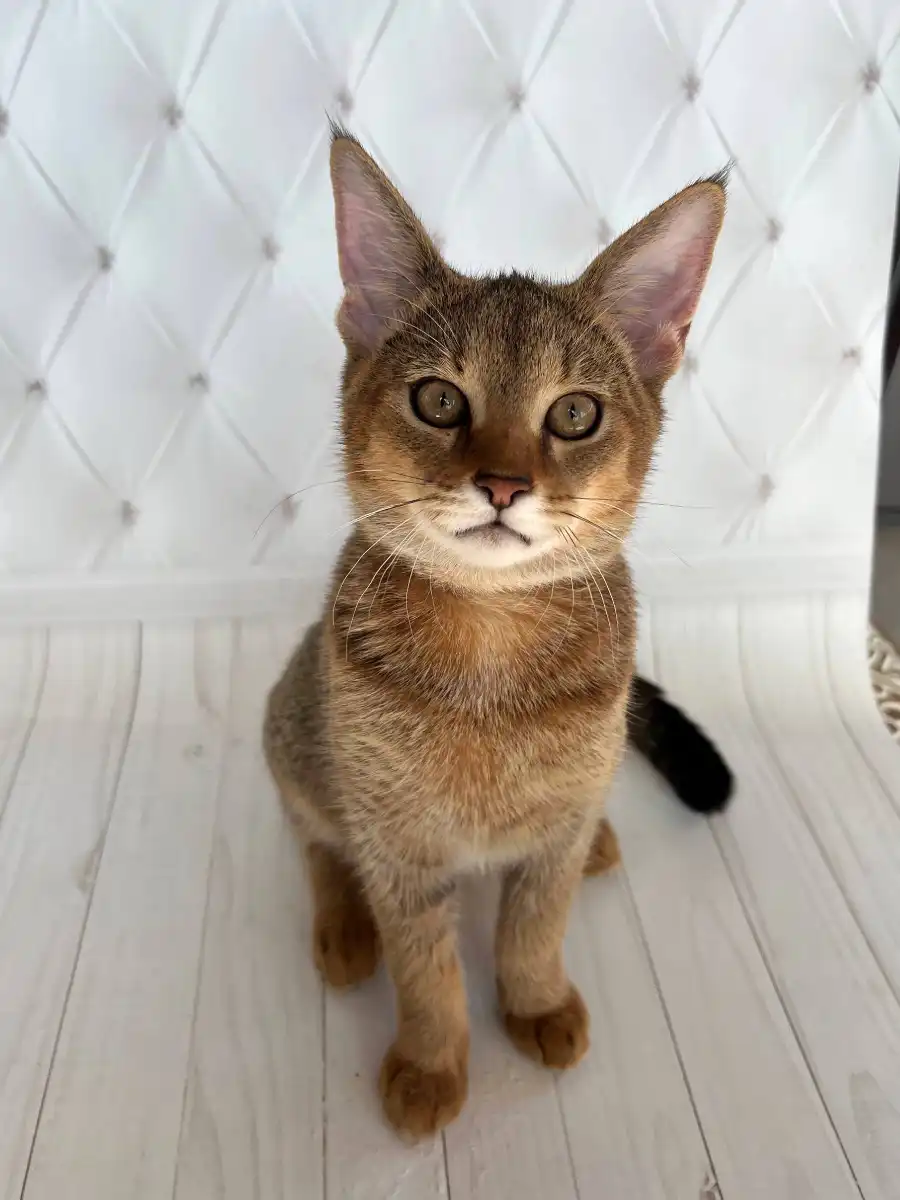 Female Chausie F2