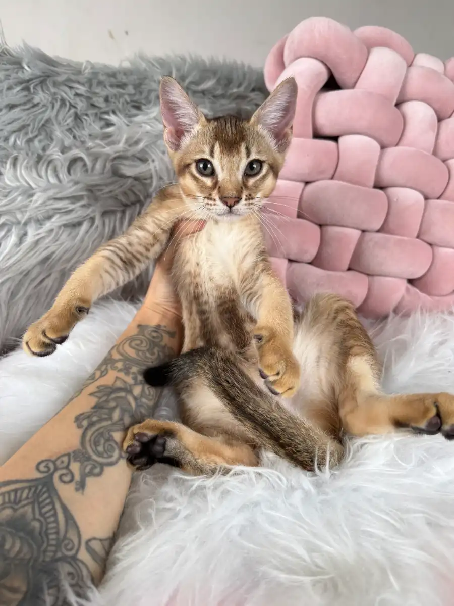 Chausie F5 Bruno