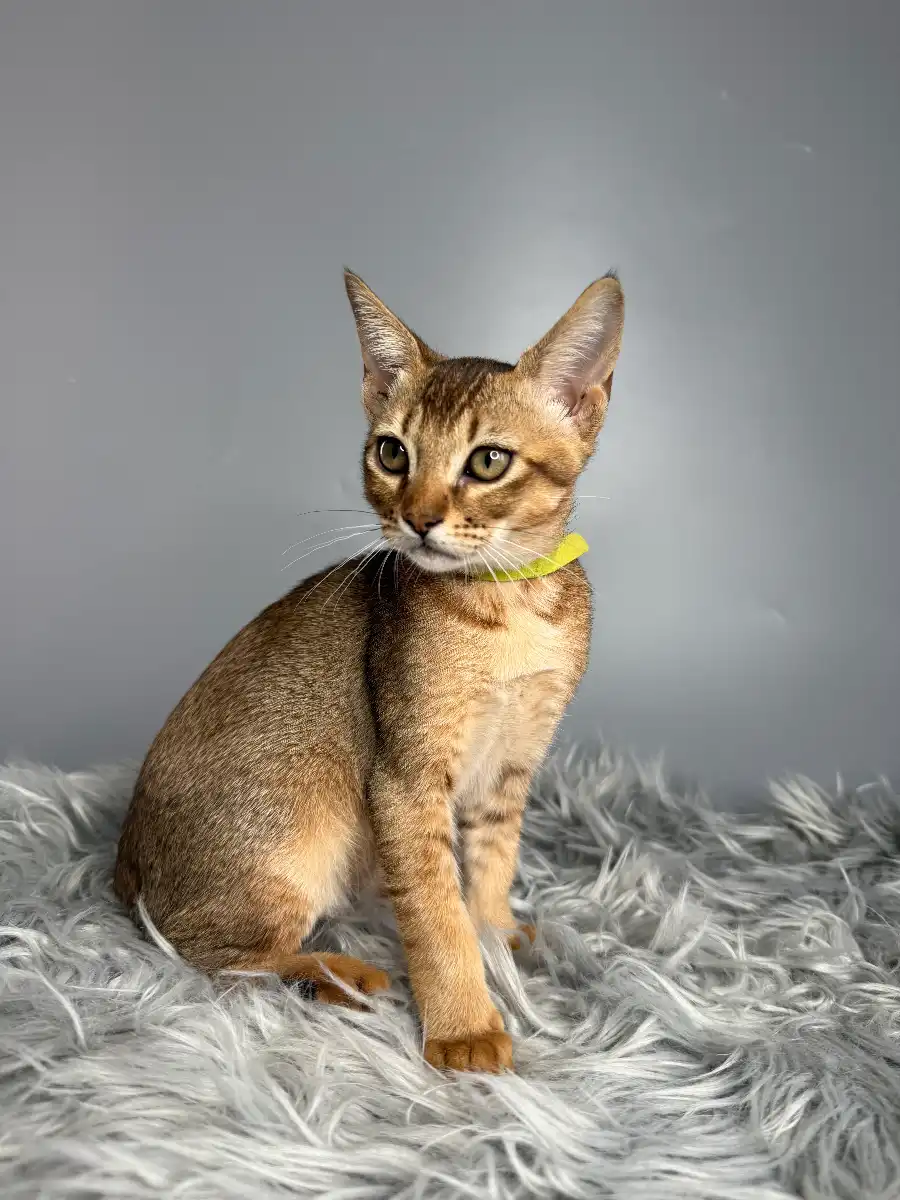Chausie F5 Emma