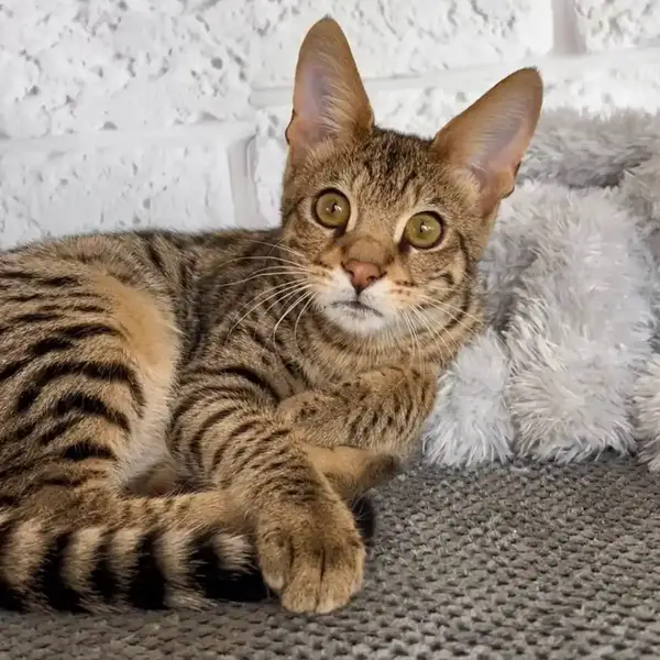 Savannah F2 