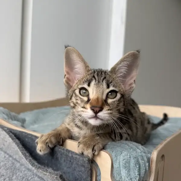 Savannah F5 Micky