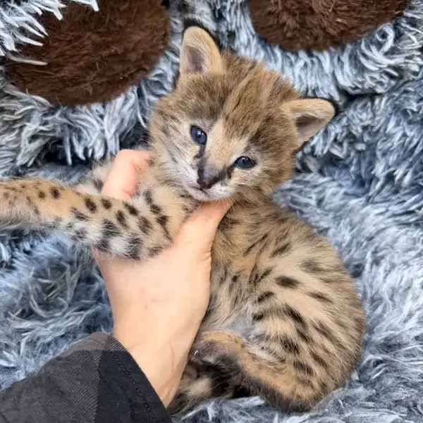 Serval Bunny