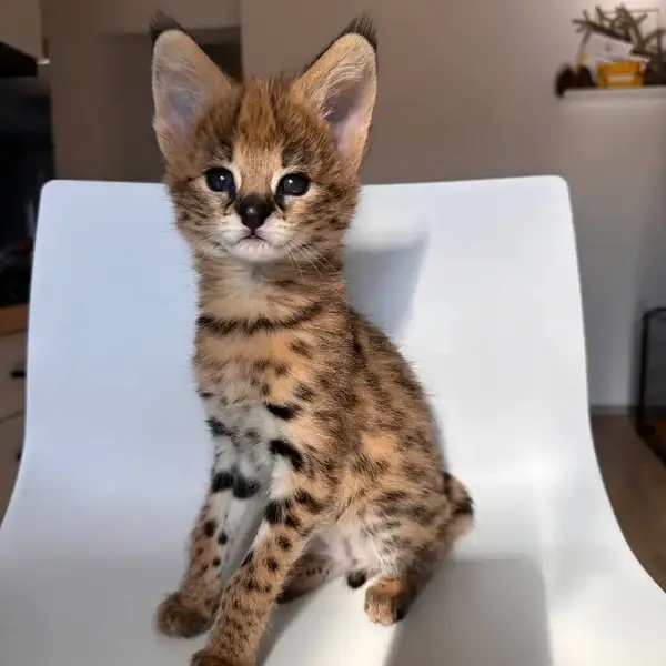 Serval Mimi