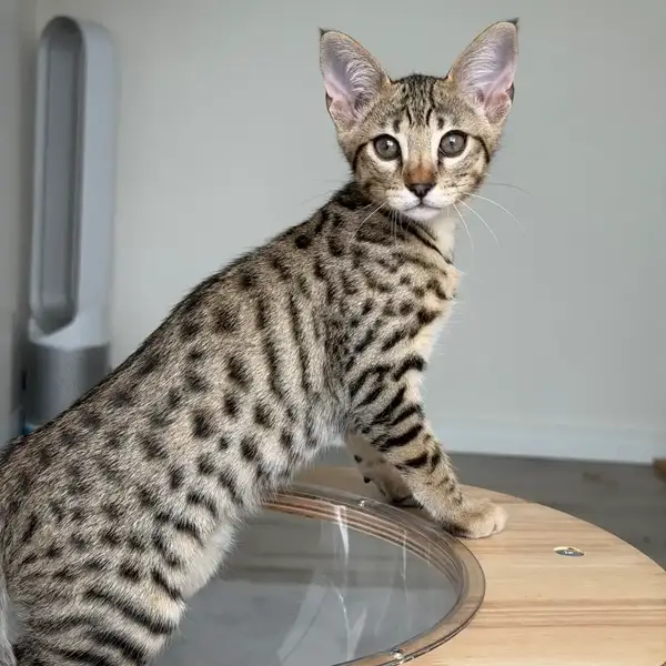 Savannah F6 Teo