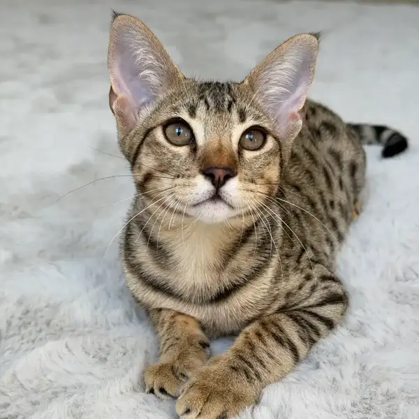 Savannah F6 Teo