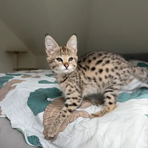 Savannah F1 Sonya