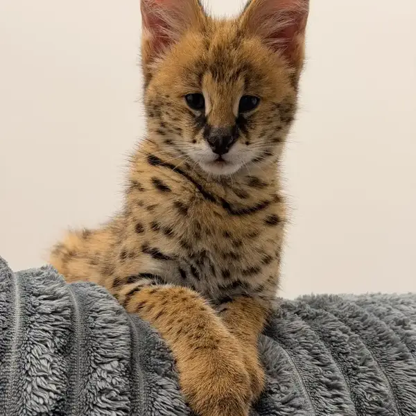 Serval Rio