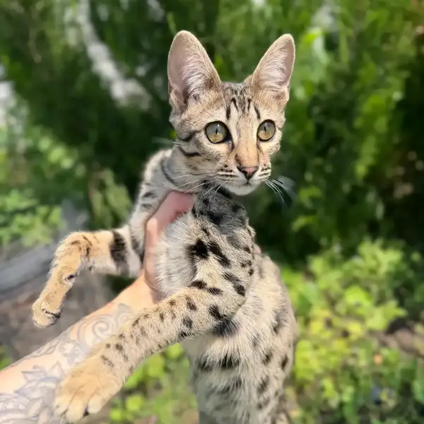 Savannah F6