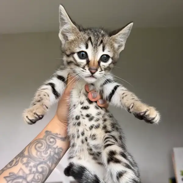 Savannah F6
