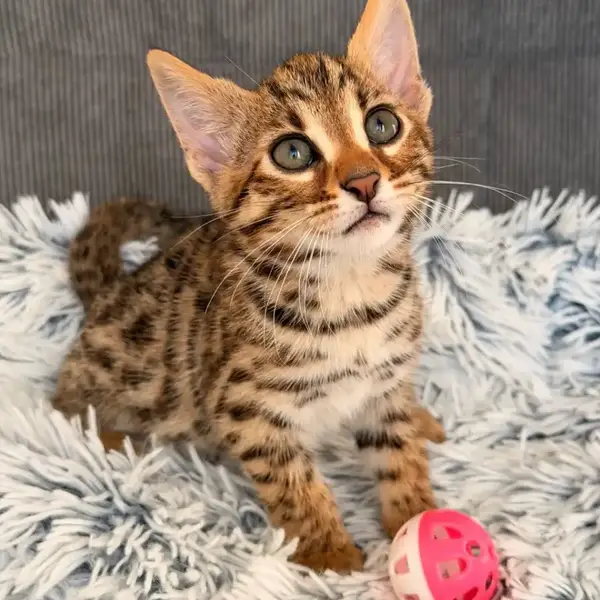 Bengal F1 Atlas