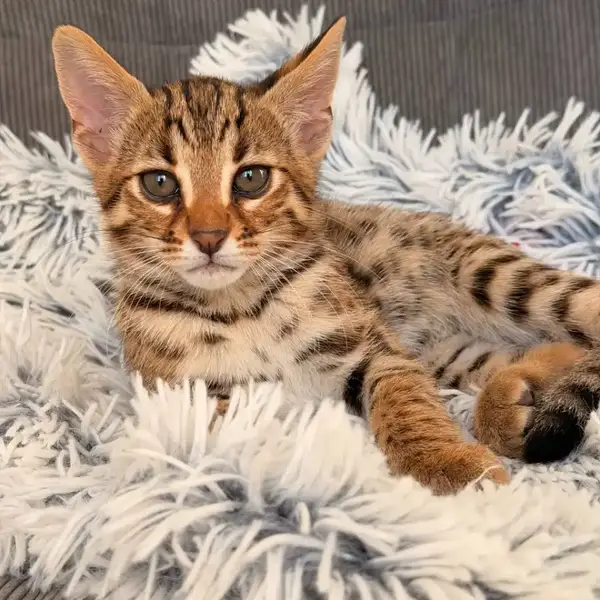 Bengal F1 Nala