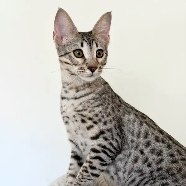 Silver Savannah F5